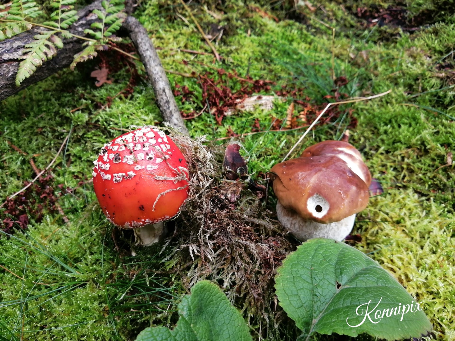 Blitzschönheiten im Herbst – Makrofotografie